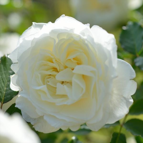 予約販売 バラ苗 バラ大苗 ロサ オリエンティス シューラネージュ 登録品種 四季咲き 薔薇 ばら ...