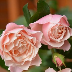 予約販売 バラ苗 バラ大苗 ロサ オリエンティス ダフネ 登録品種 四季咲き 薔薇 ばら 送料無料 ピンク hao 2月中旬以降発送