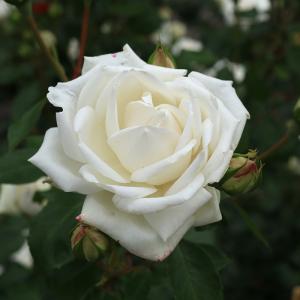 日本花キ流通 予約販売 バラ苗 バラ大苗 中輪 マリーナ 四季咲き 薔薇