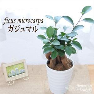 ガジュマル 4号鉢 観葉植物 インテリア おしゃ...の商品画像