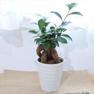 ガジュマル 4号鉢 観葉植物 インテリア おし...の詳細画像1