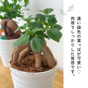 観葉植物 ガジュマル 4号鉢 観葉植物 小型 ...の詳細画像1