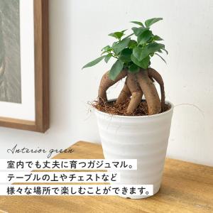 観葉植物 ガジュマル 4号鉢 観葉植物 小型 ...の詳細画像2