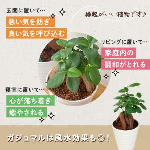 観葉植物 ガジュマル 4号鉢 観葉植物 小型 ...の詳細画像3