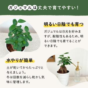 観葉植物 ガジュマル 4号鉢 観葉植物 小型 ...の詳細画像4