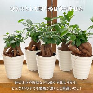 観葉植物 ガジュマル 4号鉢 観葉植物 小型 ...の詳細画像5