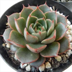 クラウディア エケベリア 韓国苗 Echeveria claudia 多肉植物 薔薇咲