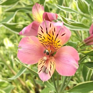 フラワーネット日本花キ流通 アルストロメリア 宿根草 Yahoo ショッピング