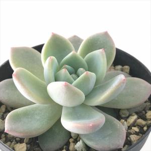 日本花キ流通 多肉植物 skエケベリア ベンバディス 多肉植物