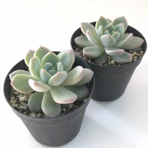 多肉植物 skエケベリア ラウリンゼ 多肉植物...の詳細画像1