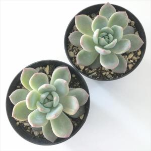 多肉植物 skエケベリア ラウリンゼ 多肉植物...の詳細画像2