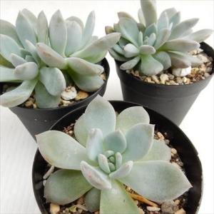 多肉植物 skエケベリア ラウリンゼ 多肉植物...の詳細画像5