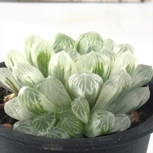 多肉植物 sdハオルチア アイススプライト ピリフェラ錦 多肉植物 観葉植物 3号鉢