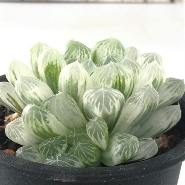 多肉植物 sdハオルチア アイススプライト ピリフェラ錦 多肉植物 観葉植物 3号鉢