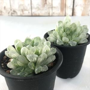多肉植物 sdハオルチア アイススプライト ピ...の詳細画像1