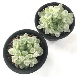 多肉植物 sdハオルチア アイススプライト ピ...の詳細画像2