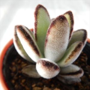 多肉植物：カランコエ 孫悟空orキタキツネ : 遊恵盆栽 Yahoo!店 - 通販