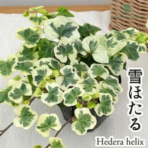 観葉植物 ヘデラ 雪ほたる ユキホタル 9cmポット アイビー 斑入りヘデラ 観葉植物 小型 小さい 室内 贈り物 プレゼント インテリア おしゃれ 登録品種