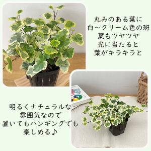 観葉植物 ヘデラ 雪ほたる ユキホタル 9cm...の詳細画像1