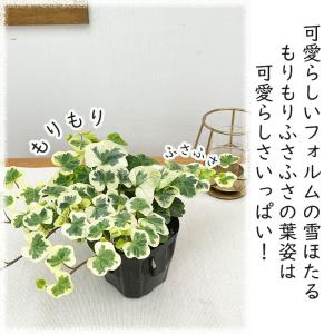 観葉植物 ヘデラ 雪ほたる ユキホタル 9cm...の詳細画像2