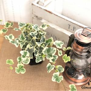 観葉植物 ヘデラ 雪ほたる ユキホタル 9cm...の詳細画像3