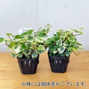 観葉植物 ヘデラ 雪ほたる ユキホタル 9cm...の詳細画像3
