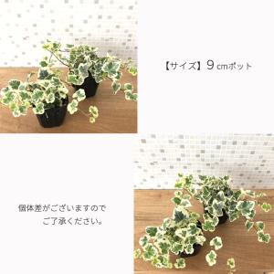 観葉植物 ヘデラ 雪ほたる ユキホタル 9cm...の詳細画像4
