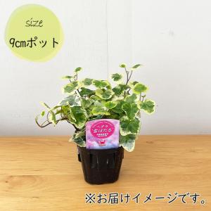 観葉植物 ヘデラ 雪ほたる ユキホタル 9cm...の詳細画像4