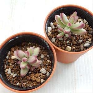 多肉植物 hmクラッスラ ルドリップ 多肉植物...の詳細画像2