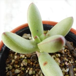 多肉植物 hmクラッスラ ルドリップ 多肉植物...の詳細画像3