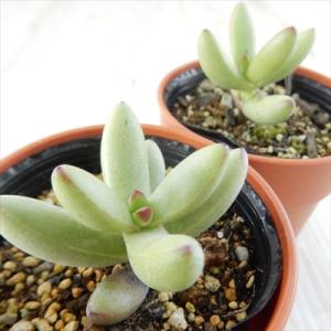 多肉植物 hmクラッスラ ルドリップ 多肉植物...の詳細画像4