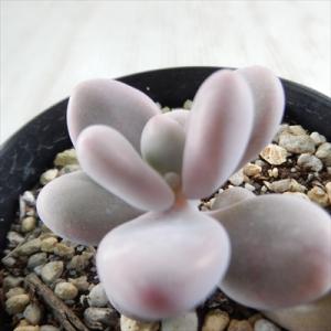 多肉植物 セダム アップルベリー 7.5cmポット 観葉植物 インテリア fbt