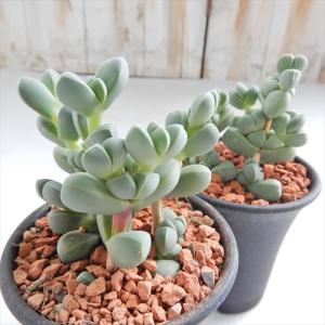 多肉植物 sdメセン レーマニー 多肉植物 7...の詳細画像1
