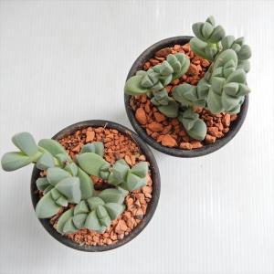 多肉植物 sdメセン レーマニー 多肉植物 7...の詳細画像2