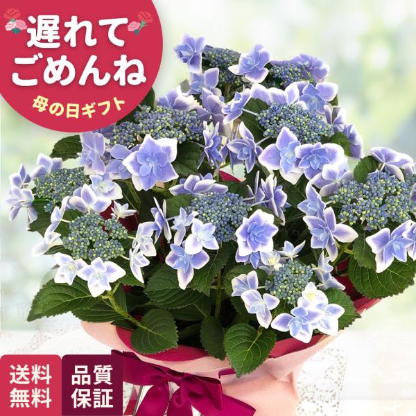 母の日ギフト2026｜フラワーネット日本花キ流通 Yahooショッピング店