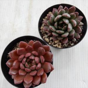 多肉植物 skグラプトベリア ピンクルルビー ...の詳細画像2