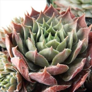 日本花キ流通 多肉植物 sfセンペルビウム アラクノイデムズィルバー