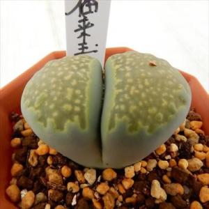 多肉植物 asリトープス 緑福来玉 多肉植物 リトープス メセン 6cmポット