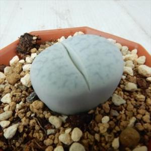 多肉植物 asリトープス ボルキー 多肉植物 リトープス メセン 6cmポット