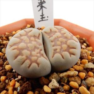 多肉植物 asリトープス 紅福来玉 多肉植物 6cmポット