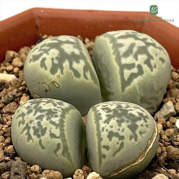 多肉植物 asリトープス 青磁玉 多肉植物 リトープス メセン 6cmポット