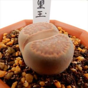 多肉植物 asリトープス 巴里玉 多肉植物 リトープス メセン 6cmポット