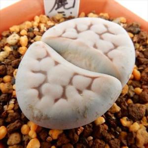 多肉植物 asリトープス 網目寿麗玉 多肉植物 リトープス メセン 6cmポット