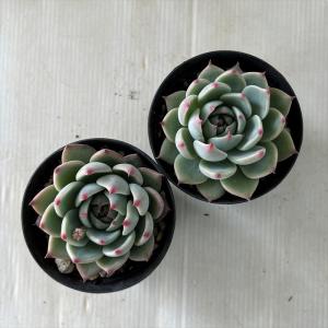 多肉植物 skエケベリア 桃太郎 多肉植物 エ...の詳細画像2