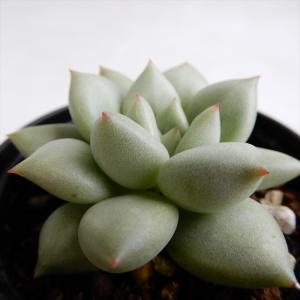 多肉植物 hmエケベリア アイボリー 多肉植物 ...の商品画像