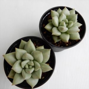 多肉植物 hmエケベリア アイボリー 多肉植物...の詳細画像2