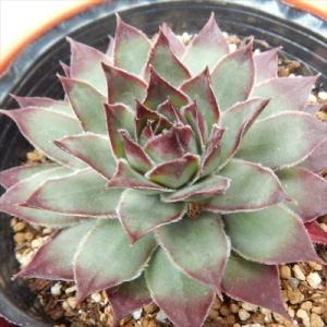 日本花キ流通 多肉植物 sfセンペルビウム アラクノイデムズィルバー