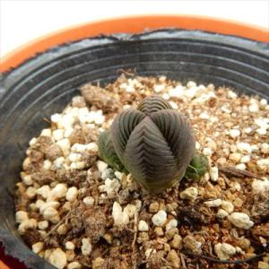 日本花キ流通 多肉植物 sdユーフォルビア カメレオン ヘルメット 多肉