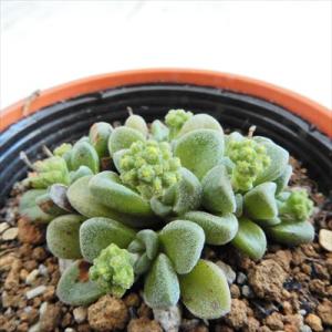 日本花キ流通 多肉植物 hmセダム シャンパンライム 春萌錦 多肉植物