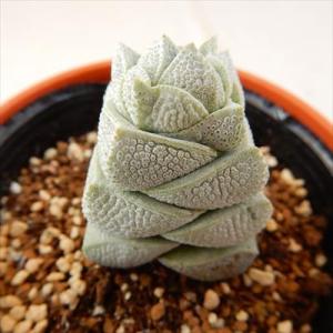 多肉植物 hmクラッスラ 稚児姿 多肉植物 クラッスラ 6cmポット